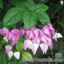 From wikimedia commons, the free media repository. 24 Clerodendrum Ideas Plants Planting Flowers Flowers
