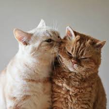 Do Female Cats Get Periods What Are The Signs In 2020 Cute Cats Kittens Cutest Cute Cat Breeds
