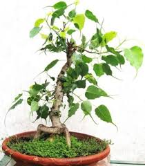 Any order,any size, worldwide, regular airmail shipping. Saaheli Ficus Religiosa Seed à¸šà¸­à¸™à¹„à¸‹ à¸• à¸™à¹„à¸¡