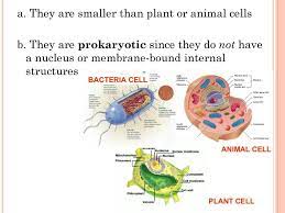 Maybe you would like to learn more about one of these? Ch 7 Bacteria Life Science Ppt Download