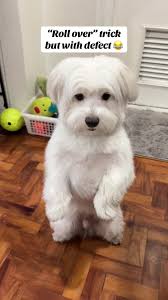 Coz he’s too excited for the treat 🤣 But this roll over trick is actually  a piece of cake for Winter 😜 #maltese #dog #Maltesedog #whitedog #trick  #dogtricks #rollover #dentastix #malteseoftiktok ...