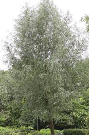 Silberweide Silberweide Pflanzen Fur Innen Und Baume Erkennen