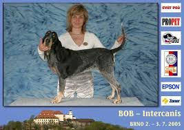 Image result for malý modrý gaskoňský honič