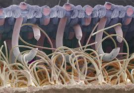 The Invention of Velcro