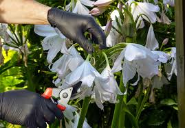 Image result for Crinum harmsii