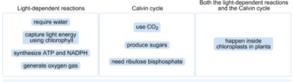 Photosynthesis uses the energy of light to make the sugar, glucose. Chapter 8 Flashcards Quizlet