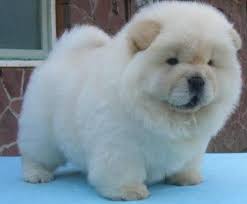 White Cream Chow Chow Puppies For Good Homes Australia Free Classifieds M Chow Chow Puppy Cute Baby Animals Fluffy Animals