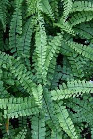 Image result for Adiantum vogelii