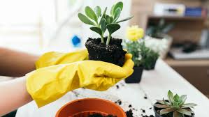 But growing and owning an organic kitchen garden is actually utterly achievable. A Beginner S Guide To Growing Your Own Kitchen Garden Vogue India Vogue India