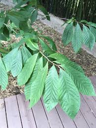 Two varieties is the absolute minimum you can plant to get fruit but more fruit is produced. Dirt Doctor Library Topics