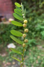 Image result for Phyllanthus