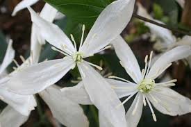 We did not find results for: Clematis Florida Alba Plena Clematis Herian