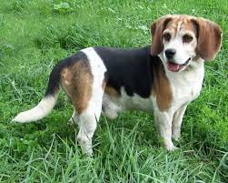 Shipped worldwide with 10 year health guarantee. Colors Pictures And Info About Beagle Colors