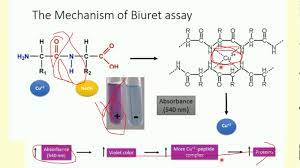 Explore the latest questions and answers in lowry, and find lowry experts. Lowry Protein Assay Biuret Test Bradford Protein Assay For Protein Estimation Youtube