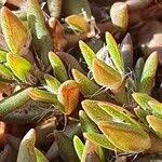 Image result for Portulaca foliosa