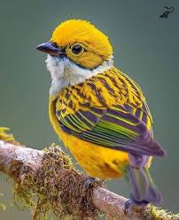 Bird On The Run Pittsburgh Pa Pin By Sancha Melcher On Birds In 2020 Birds Beautiful Birds Animals Beautiful