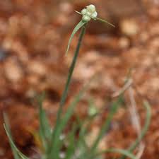 Image result for Lipocarpha chinensis