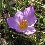 Maybe you would like to learn more about one of these? Quanto Costa Lo Zafferano Al Grammo E Kg In Italia