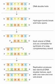 Dna Structure Worksheet Answer Key Beautiful Dna The Double Helix Coloring Wo In 2020 Dna Transcription And Translation Transcription And Translation Dna Transcription
