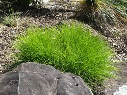 Add the sorbet and ice cream. Lomandra Lime Tuff Mat Rush Gardening With Angus