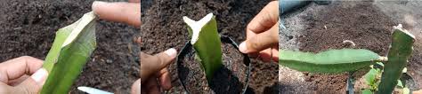 Stek batang cara menanam buah naga stek. Cara Stek Buah Naga Kampustani Com