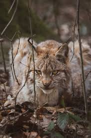 Duitsland jacht jagen zoeken doden moord moorden prooi vermoorden lynx lynx lynx zoogdier zoogdieren natuur roofdier roofdieren kuiten herten ree scandinavië sneeuw sneeuwen sneeuwval. Spreekbeurt Over De Lynx Spreekbeurten Startpagina