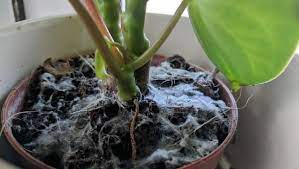 How To Get Rid Of Mold In Houseplant Soil Smart Garden Guide House Plant Care Plants Household Plants