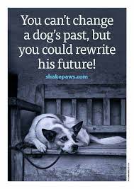 Good for you, checking out a rescue dog quote board. You Can T Change A Dog S Past But You Could Rewrite His Future Adoptdontshop Rescue Dog Quotes Dog Quotes Rescue Quotes