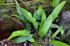 Image result for Pyrrosia stolzii