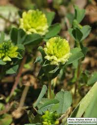 Image result for Trifolium campestre