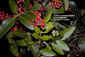 Image result for Triraphis schinzii