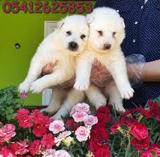 Samoyed Fiyatlari Samoyed Labrador Retrievers