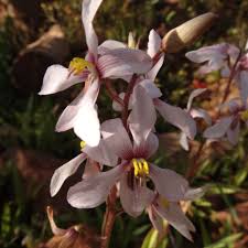 Image result for Cyanella lutea