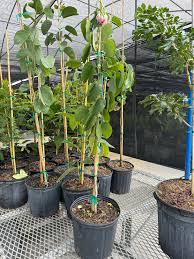 Image result for Bauhinia monandra