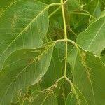 Image result for Isoberlinia doka