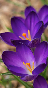 Always Wanted To Learn How To Grow Crocus Check Here Https Www Floriferous Garden Com Plants Crocus Beautiful Flowers Flowers Nature Purple Flowers