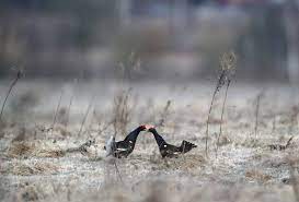 The Week In Wildlife In Pictures In 2020 Wild Animal Sanctuary Wildlife Animal Sanctuary