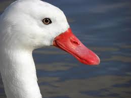 Black Bird With White Ring Around Neck And Long Beak White Duck With Red Beak By Diane Barrett White Ducks Duck Red