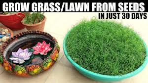 Grass seed mixtures for lawns and general landscaping. How To Grow Grass From Seed Seed To Final Result Youtube