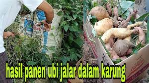 Dia juga menggalakkan petani agar mengamalkan tanam bergilir (crop rotation). Cara Tanam Ubi Manis Dalam Guni Plastik Rentas Asia