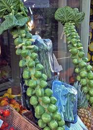 Get the recipe now on foodal! How To Grow Brussels Sprouts And Pollinating Squash Hgtv