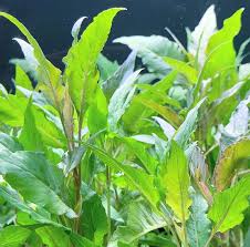 Image result for Hygrophila pilosa