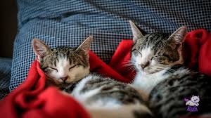 Kediler Ruya Gorur Mu En Iyi Kedi Mamasi