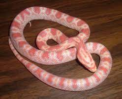 Albino Corn Snake Corn Snake Snake Pet Snake
