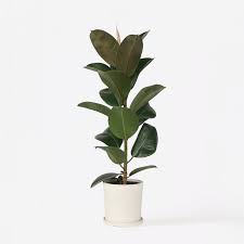 Image result for Ficus