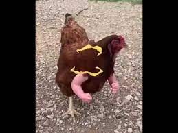 After encounters with a dragon and a princess on her own mission, a dragon knight becomes оборона древних: Ayam Ada Tangan Youtube