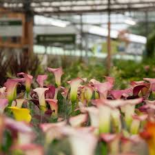 Outdoor And Garden Plants Trees Specimens At Ruxley Manor