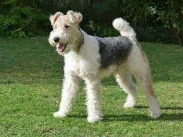 Pure Bred Wire Hair Fox Terrier Puppies For Sale Graaff Reinet Puppies For Sale Fox Terrier Puppy Wire Fox Terrier Puppies Wirehaired Fox Terrier