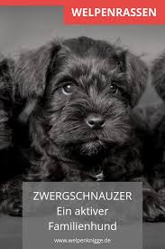 Zwergschnauzer Welpen Zwergschnauzer Welpen Zwergschnauzer Welpen