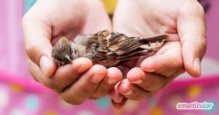 Oft wird ist das tier für tot gehalten, doch nicht selten nach etwa einer stunde sollte sich der vogel, wenn er keine schwereren verletzungen davongetragen hat, erholt haben. Vogel Gegen Die Scheibe Geflogen Erste Hilfe